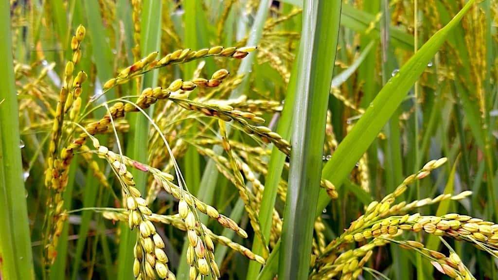 Des plants de riz